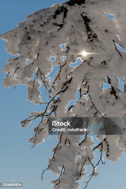 Schneebeckte Branches Stock Photo - Download Image Now - Color Image, Germany, No People