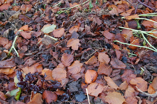 The layer of autumn colored leaves are preventing weeds in growing up and brings organic material to the soil.