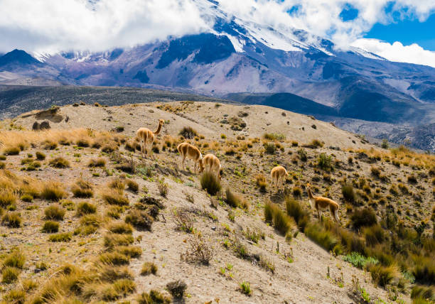 Stunning volcanic landscape with wild vicunas at the foothills of Chimborazo National park, Ecuador stock photo