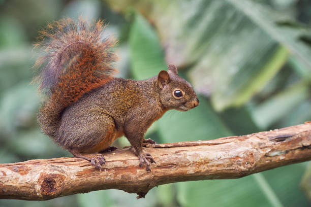 Sciurus granatensis - Red-tailed Squirrel. Red Squirrel carefully walks on a dry tree Red Squirrel carefully walks on a dry tree sciurus granatensis stock pictures, royalty-free photos & images