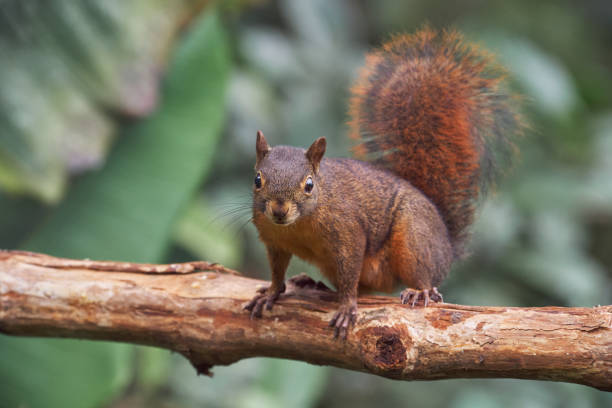 Sciurus granatensis - Red-tailed Squirrel. Red squirrel staring at the photographer while running on a tree trunk Red squirrel staring at the photographer while running on a tree trunk sciurus granatensis stock pictures, royalty-free photos & images