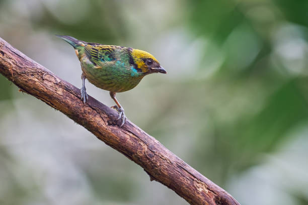 istock The saffron-crowned tanager - Tangara xanthocephala. Juvenile tiny tanager perched on a tree 1326811573