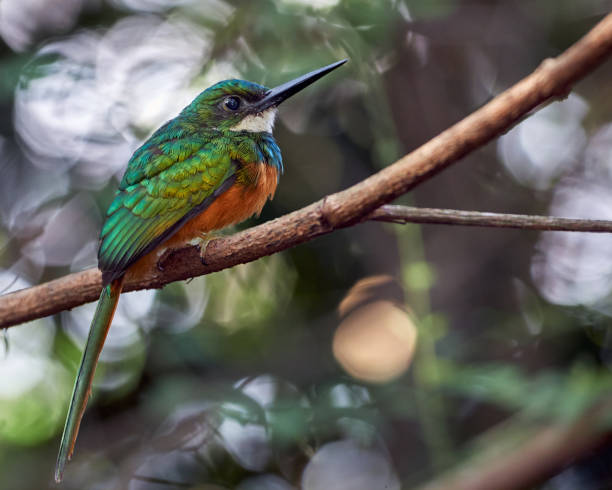 istock Galbula ruficauda - Rufous-tailed Jacamar. Wonderful rufus bird perched on the tree branch 1326811605
