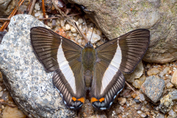 istock Butterfly sunbathing on the ground to warm its wings 1326813476