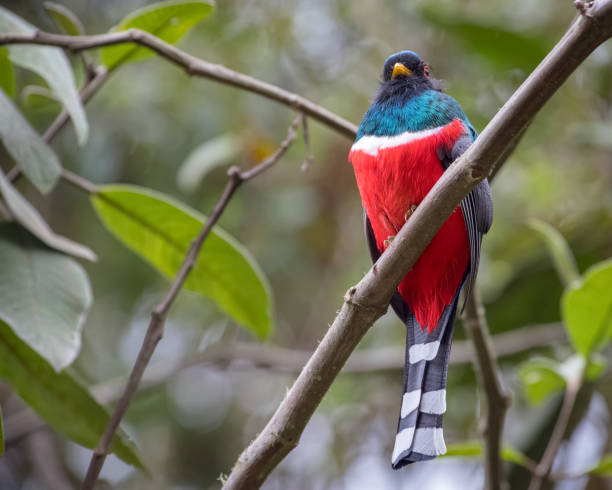 istock Masked Trogon (Trogon personatus) resting on a diagonal bar high up in a tree 1326813522