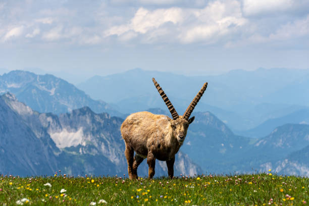 istock A single ibex in the mountains, Austria 1326813551