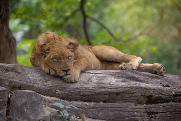 istock A lazy female lion sleeping on a rock under the tree. 1326813584