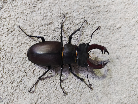 Portrait of Stag Beetle on white