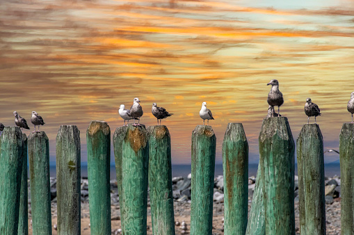 Gulls on pilings at sunset