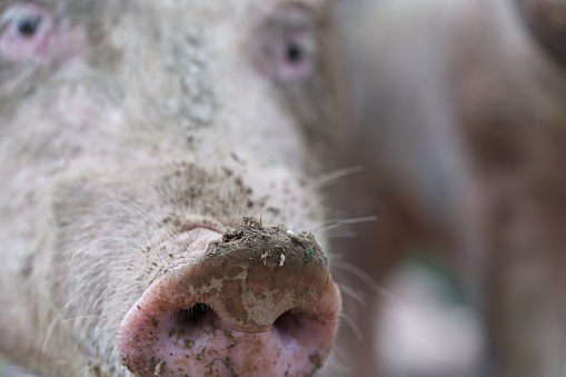 Lactation sows and piglets in a farm, closeup of photo
