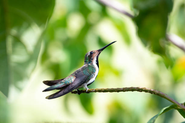 istock A juvenile female Black-throated Mango hummingbird (Anthracothorax nigricollis) defending her territory with a blurred background. 1326818561