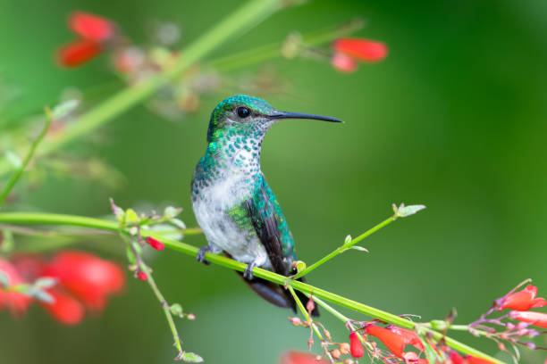 A female Blue-chinned Sapphire hummingbird (Chlorestes notata) perching in an Antigua Heath bush with red flowers blurred. Bird in garden. Tropical bird perching. Wildlife in nature. blue chinned sapphire hummingbird stock pictures, royalty-free photos & images