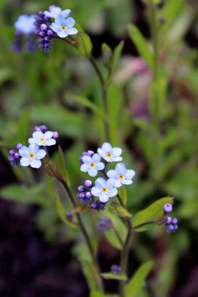 istock Forget-me-not flowers close - up view 1326819289