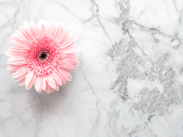 istock Light pink gerbera daisy flower on marble table background. Copy space 1326819752
