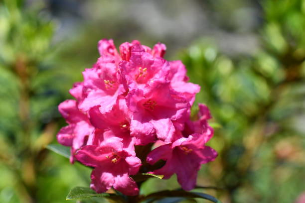 Macro of an alpine rose