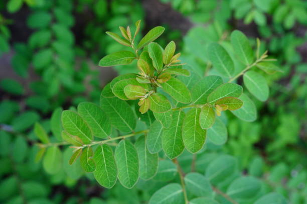 istock Phyllanthus pulcher plant leaves 1326820898
