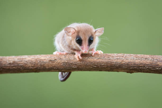 Small marsupial perched on a tree branch