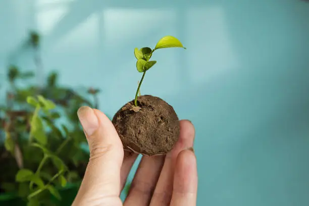 Woman is holding fresh produced Seed Balls or Seed Bombs on blue background. Copy space