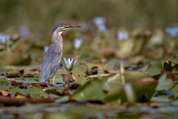 butorides striata - airone striato. piccolo airone che cammina su un lago in cerca di cibo - straited foto e immagini stock