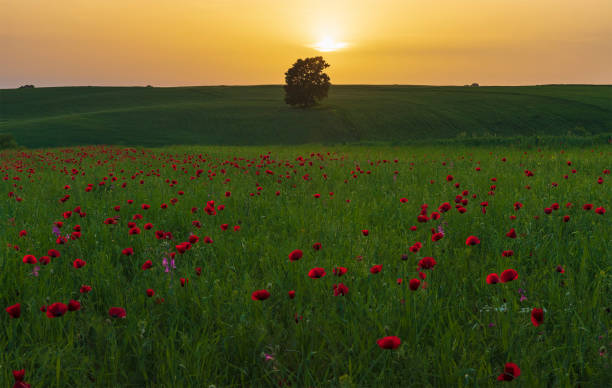 istock Sunset light on poppy fields in the mountains 1326822092