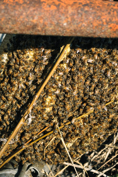 istock Big swarm of bees in an iron pipe. 1326822747