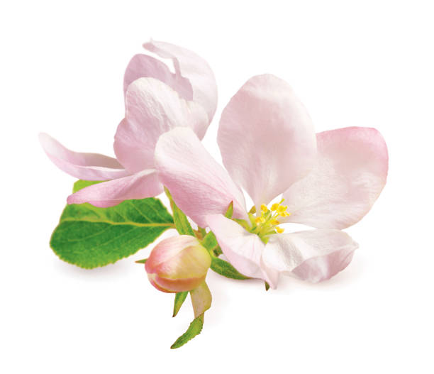 istock Apple tree blossom with green leaves isolated on white 1326823108