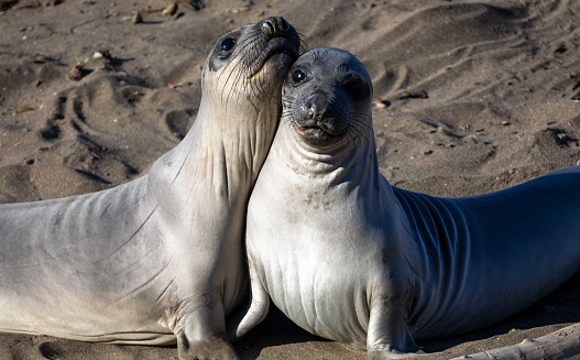 Northern California Elephant Seals together.