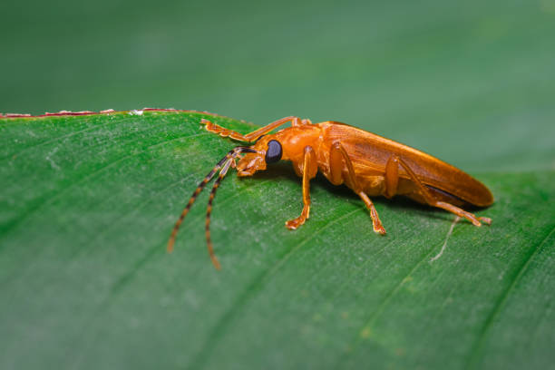 istock Colorful scene of a beetle on a leaf 1326824390