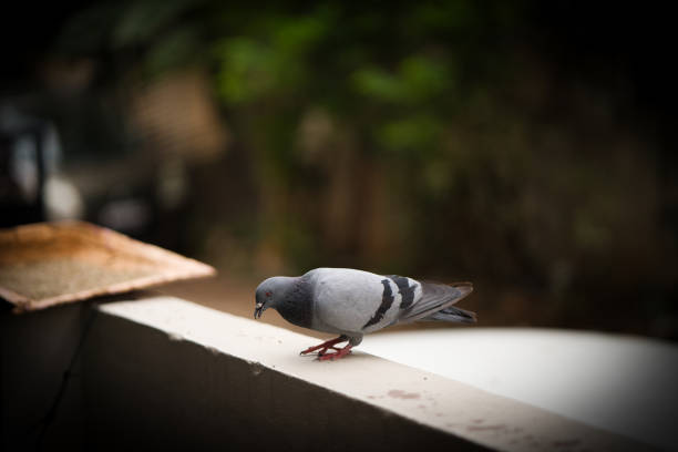 A street pigeon munching on cereals while perched on a wall.
