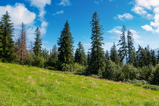 spruce forest on the grassy hillside meadow. beautiful nature scenery in mountains. summer landscape with fluffy clouds on the blue sky above the distant ridge. explore backcountry concept