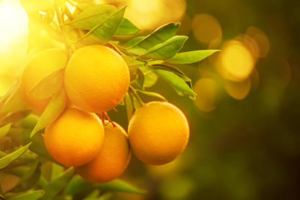 istock Orange garden with fruit 1326826594