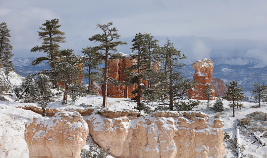 Trees in the snow, Bryce Canyon
