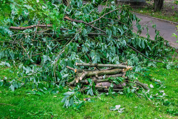 istock A tree fell by a hurricane is cut and folded on the lawn. 1326826650
