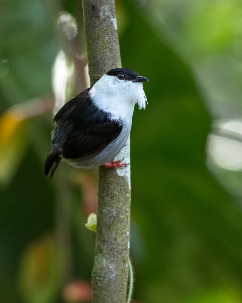 Manacus manacus - White-bearded Manakin. Dancing bird perched on a tree branch with a dark green background stock photo