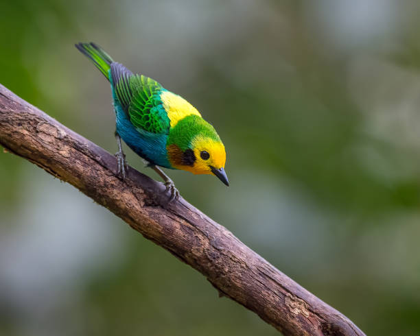Chlorochrysa nitidissima - Multicolored tanager in search of food from the top of a dry tree. Endemic from colombia stock photo