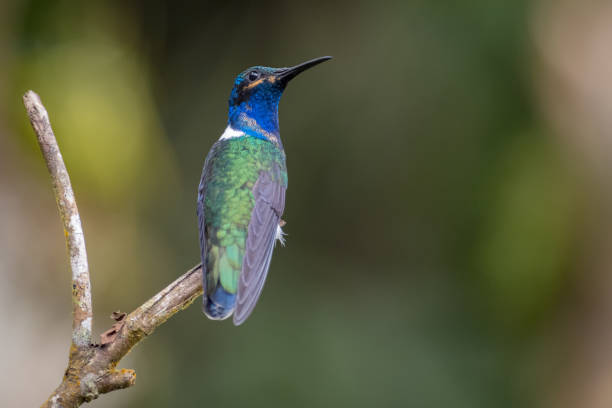 istock White-necked Jacobin - Florisuga mellivora. hummingbird looking back on a small branch 1326826777