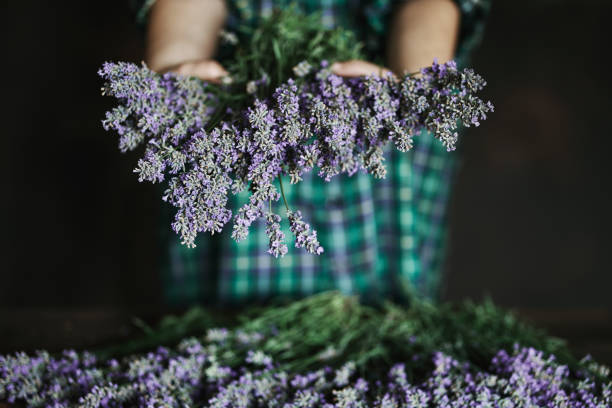 istock Woman arranging lavender bouquet 1326826799