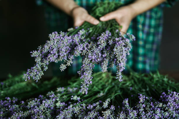 istock Woman arranging lavender bouquet 1326826804
