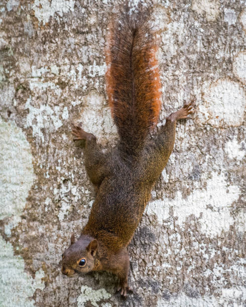 Sciurus granatensis - Red-tailed Squirrel. Squirrel climbing down a tree trunk while looking straight ahead Squirrel climbing down a tree trunk while looking straight ahead sciurus granatensis stock pictures, royalty-free photos & images
