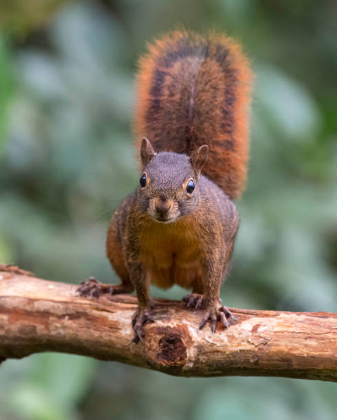 Sciurus granatensis - Red-tailed Squirrel. A curious squirrel staring out from a dead log A curious squirrel staring out from a dead log sciurus granatensis stock pictures, royalty-free photos & images