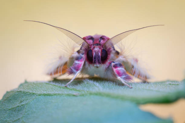 Frontal portrait of a pink and purple moth perched on a tree leaf