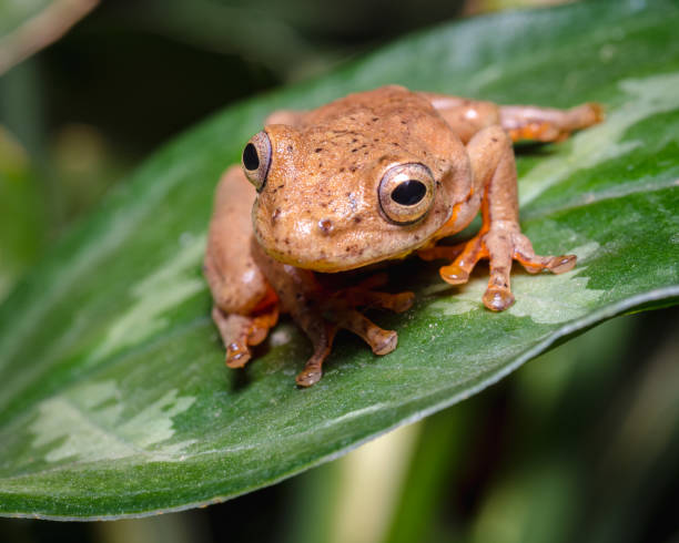 istock Dendropsophus columbianus. Frog in jump position on a green leaf 1326826985