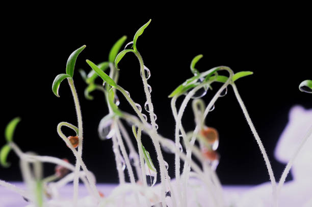 istock sowing tomato seeds with wet tissue paper 1326828754