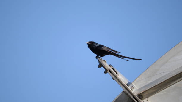 Mix Bird Some beautiful birds of different breads are sitting in different places. black parrot stock pictures, royalty-free photos & images