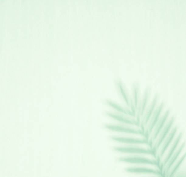 istock Natural leaves branch shadows. 1326829066