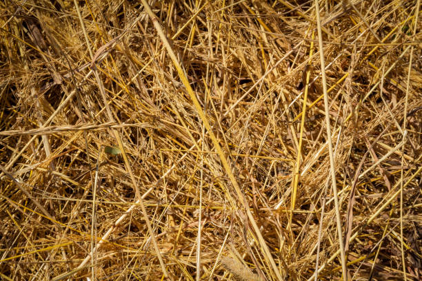 istock Texture of mown dry tall grass 1326829870