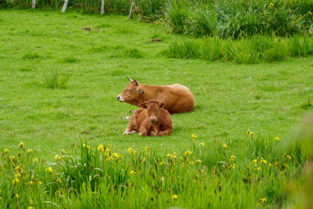 Two brown cows in a green field. Happy bovines in nature. stock photo