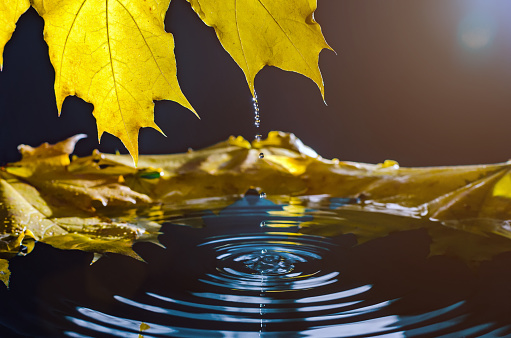 Yellow autumn maple leaf with reflection and drop over wavy water.