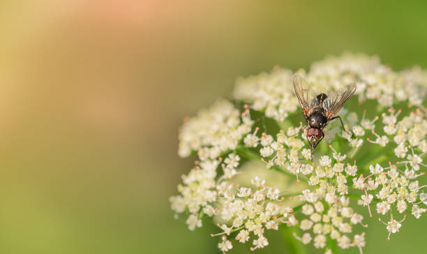 istock a fly on a flower stock photo 1326834593
