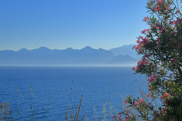 istock Blooming oleander on the seashore against the backdrop of mountains. 1326834686